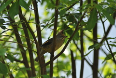 Yuhina gularis