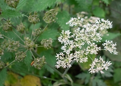 Heracleum sphondylium