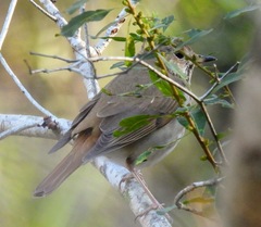 Catharus guttatus image