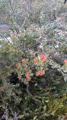 Adenanthos cuneatus