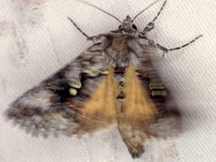 Syngrapha altera