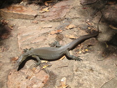 Varanus mertensi