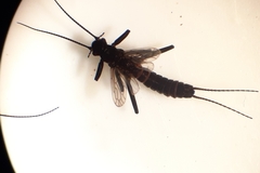 Allocapnia granulata
