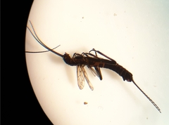 Allocapnia granulata