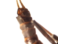 Allocapnia granulata