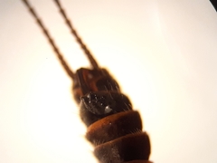 Allocapnia granulata