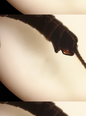 Allocapnia granulata