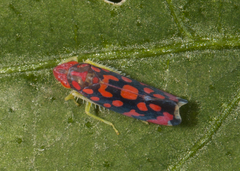 Ladoffa dependens