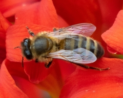 Apis mellifera