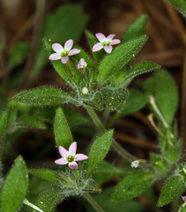 Collomia heterophylla