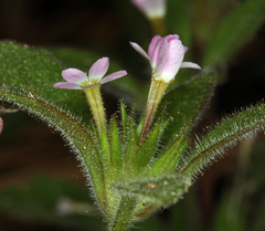Collomia heterophylla