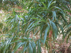 Dracaena angustifolia
