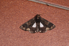 Catephia alchymista