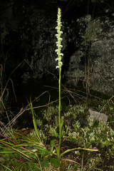 Spiranthes casei