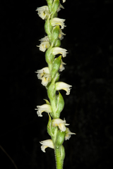 Spiranthes casei
