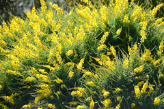 Genista stenopetala