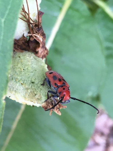 Photo of Red Milkweed Beetle (Tetraopes tetrophthalmus)