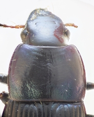 Harpalus dimidiatus