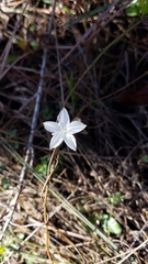 Jacquemontia curtissii image