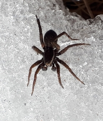 Pardosa modica
