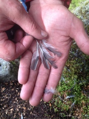 Petroica macrocephala