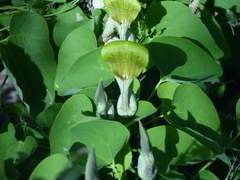 Aristolochia argentina