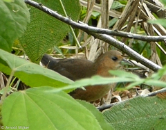Laterallus melanophaius