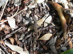 Leiocephalus cubensis