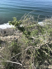 Lycium brevipes hassei