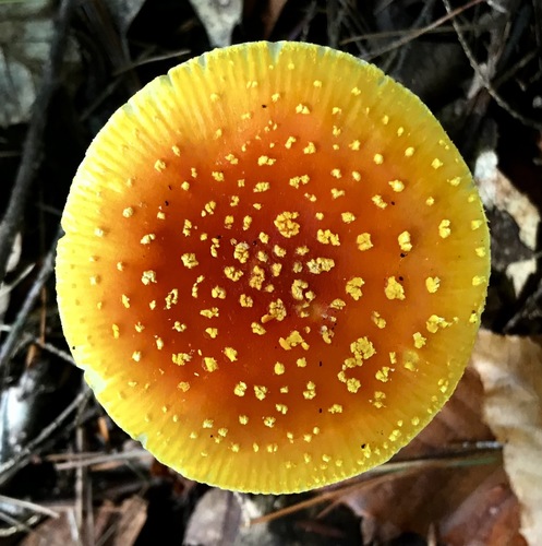 Frost's Amanita