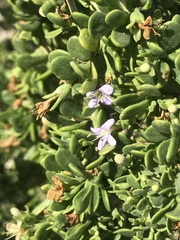 Lycium brevipes hassei