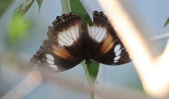 Hypolimnas bolina