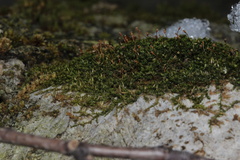 Anacamptodon splachnoides