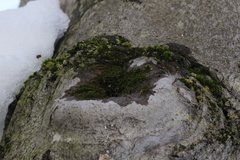 Anacamptodon splachnoides