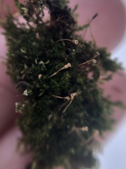 Anacamptodon splachnoides