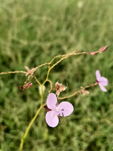 Murdannia graminea (Murdannia graminea)