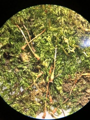 Anacamptodon splachnoides