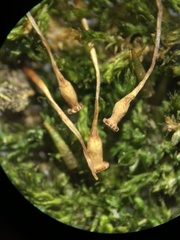 Anacamptodon splachnoides