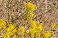 Cleomella palmeri