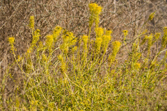 Cleomella palmeri