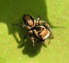 Evarcha hoyi