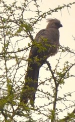 Corythaixoides concolor concolor