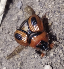 Bolbocerosoma confusum