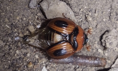 Bolbocerosoma confusum