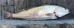 Argyrosomus japonicus