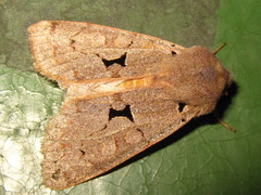 Orthosia carnipennis