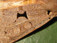Orthosia carnipennis