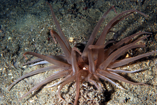 Representative image of Andresiidae