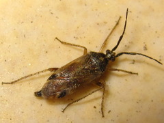 Harpocera