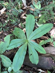 Habenaria pantlingiana